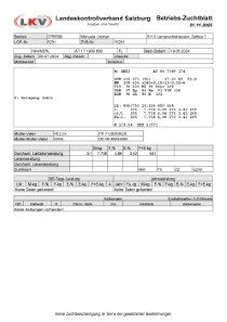 tr�chtige Fleckvieh Kalbin zu verkaufen, beweidet und ruhig